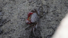 Neosarmatium meinerti