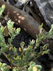 Pimelea micrantha