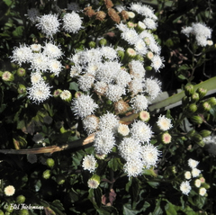 Ageratina glechonophylla