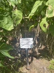 Verbesina microptera