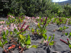 Alstroemeria hookeri