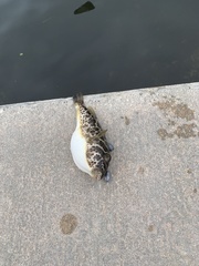 Sphoeroides testudineus