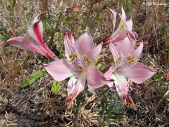 Alstroemeria hookeri