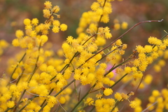 Acacia restiacea