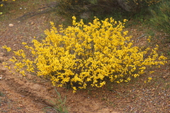 Acacia restiacea