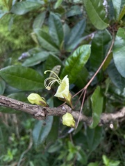Gesneria pedunculosa