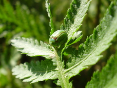 Cassida stigmatica