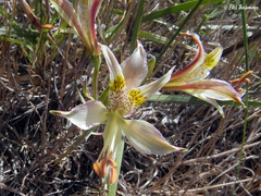 Alstroemeria hookeri