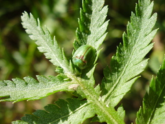 Cassida stigmatica