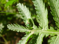 Cassida stigmatica