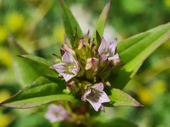 Gentianella umbellata
