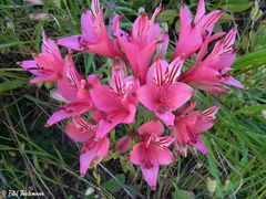 Alstroemeria ligtu ligtu