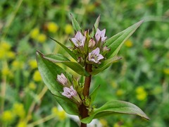 Gentianella umbellata