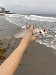 Polydactylus