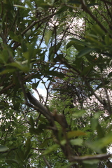 Brachygastra mellifica