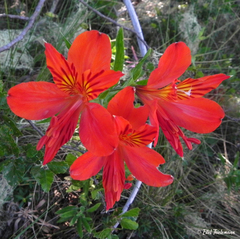 Alstroemeria ligtu ligtu