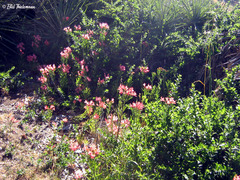 Alstroemeria ligtu ligtu