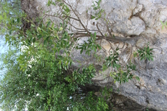 Forchhammeria trifoliata