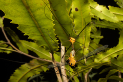 Aurotipula clara