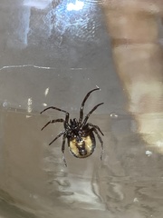 Steatoda borealis