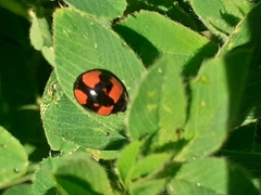 Cheilomenes sexmaculata