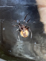 Steatoda borealis