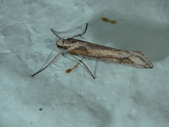 Deuterotinea casanella