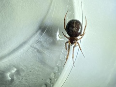 Steatoda borealis