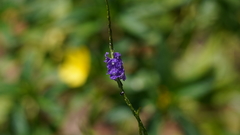 Stachytarpheta urticifolia