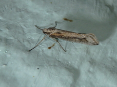 Deuterotinea casanella