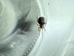 Steatoda borealis
