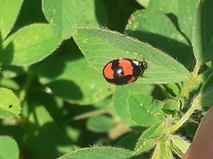 Cheilomenes sexmaculata