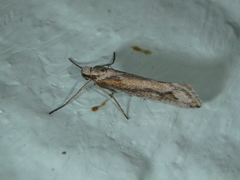 Deuterotinea casanella
