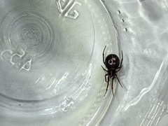 Steatoda borealis