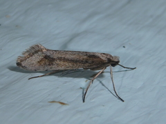 Deuterotinea casanella