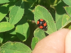 Cheilomenes sexmaculata