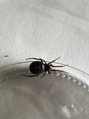 Steatoda borealis