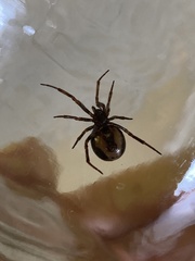 Steatoda borealis