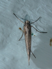 Deuterotinea casanella