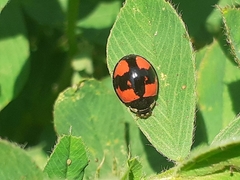 Cheilomenes sexmaculata