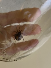 Steatoda borealis
