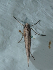 Deuterotinea casanella