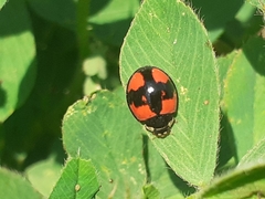 Cheilomenes sexmaculata