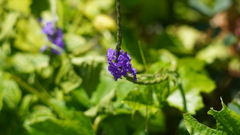 Stachytarpheta urticifolia