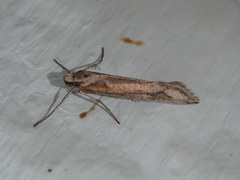 Deuterotinea casanella