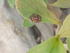 Hippodamia convergens