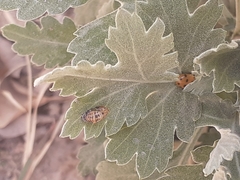 Hippodamia convergens