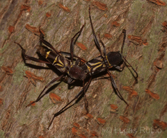 Neoclytus pusillus
