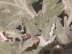 Hippodamia convergens