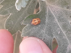 Hippodamia convergens